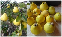 Growing - Quinces