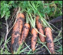 Growing - Storing Carrots