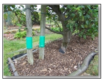 Controlling apple tree pests