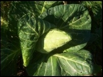 Growing Spring Cabbage and successional planting