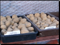 Growing Chitting potatoes