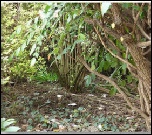 Biodiversity