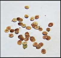 Growing - Sowing Parsnip Seeds