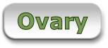 Ovary