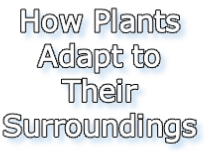 How Plants
Adapt to
Their 
Surroundings