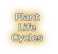 Plant 
Life 
Cycles