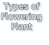 Types of
Flowering
Plant
