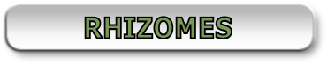 RHIZOMES
