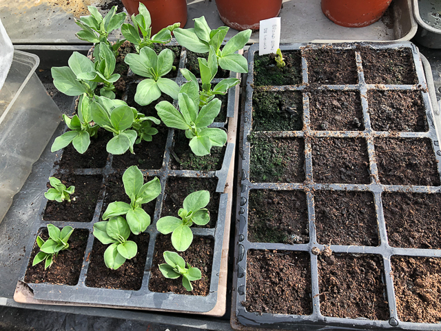 Lockdown Day 19 – Broad Bean Problems