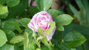 Rose - Baroness Rothschild