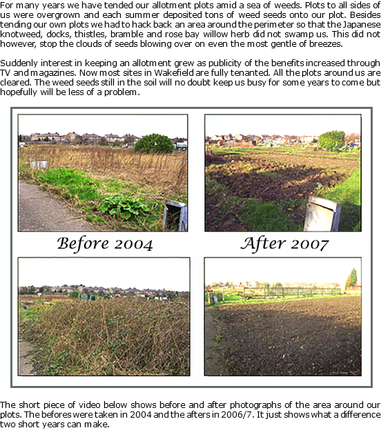 For many years we have tended our allotment plots amid a sea of weeds. Plots to all sides of us were overgrown and each summer deposited tons of weed seeds onto our plot. Besides tending our own plots we had to hack back an area around the perimeter so that the Japanese knotweed, docks, thistles, bramble and rose bay willow herb did not swamp us. This did not however, stop the clouds of seeds blowing over on even the most gentle of breezes. Suddenly interest in keeping an allotment grew as publicity of the benefits increased through TV and magazines. Now most sites in Wakefield are fully tenanted. All the plots around us are cleared. The weed seeds still in the soil will no doubt keep us busy for some years to come but hopefully will be less of a problem. ﷯The short piece of video below shows before and after photographs of the area around our plots. The befores were taken in 2004 and the afters in 2006/7. It just shows what a difference two short years can make. 